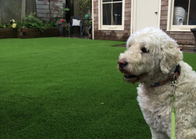 Barrie dog safe synthetic grass