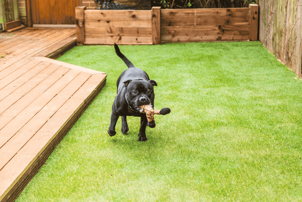 turf dog
